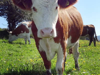 Bild 8 aus  Haberlhof