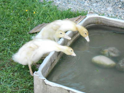 Bild 9 aus  Kaiserhof am See