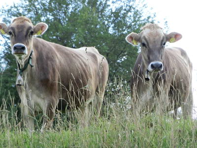Bild 6 aus  Ferienhof Wörz