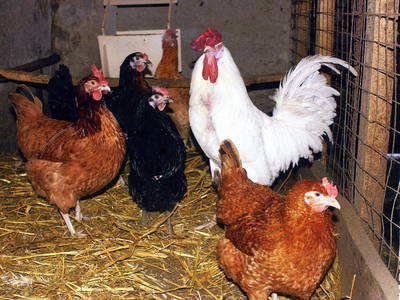 Bild 19 aus  Schmiedshof