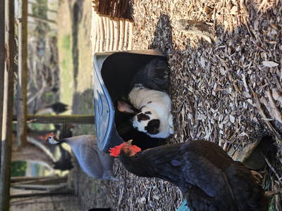 Bild 22 aus  Hinrich's Ostsee Bauernhof