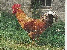 Bild 10 aus  Ferienhof Lang