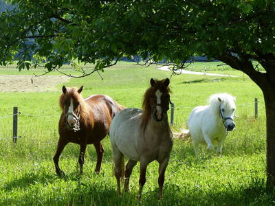 Bild 12 aus  Schauerhof