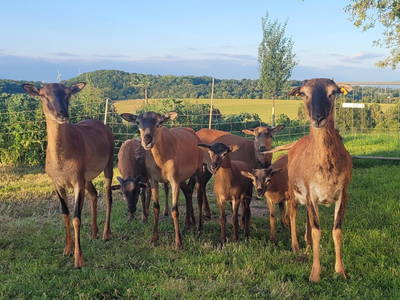 Bild 8 aus  Hanselhof 26