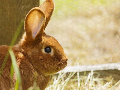 Bild 20 aus  Ferienhof Weltenburg