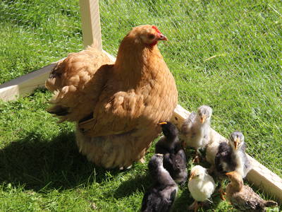 Bild 23 aus  Hof hinterm Deich