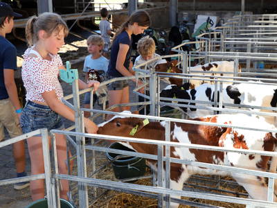 Kinder beim Kälber füttern