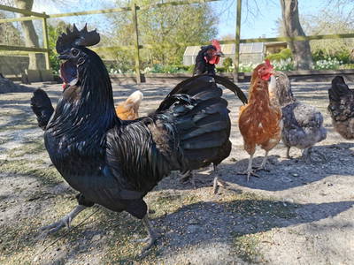 Bild 13 aus  Ferienhof  Nina Weilandt