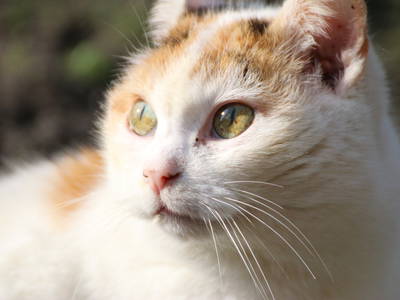 Bild 42 aus  Katrin's Ferienhof