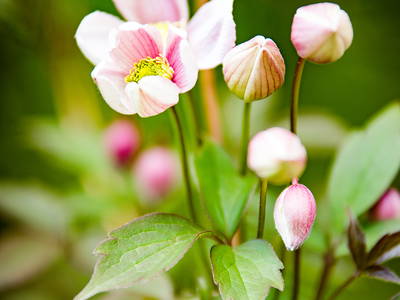 Bild 32 aus  Gut Petersdorf