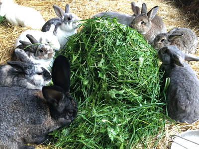 Bild 43 aus  Ferienhof Dingeldey