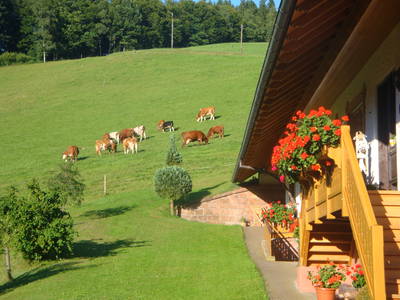 Bild 16 aus  Fussbauernhof