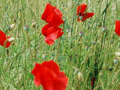 Bild 29 aus  Lindenhof