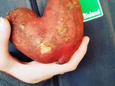 In Umstellung auf Bioland