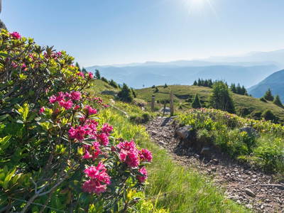 Bild 6 aus  Residence Alpina