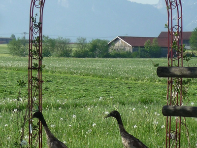 Bild 13 aus  Ferienhof Greis