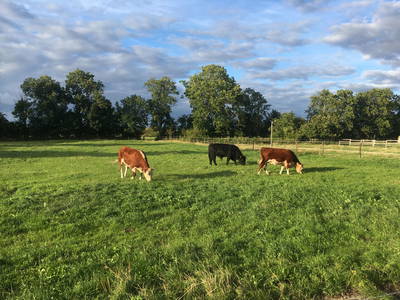 Bild 23 aus  Luftsnapper & Fellnasen