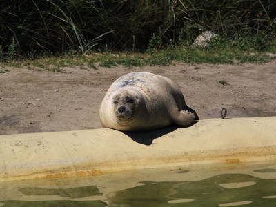 Bild 9 aus  Ferienhof Schoof
