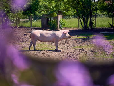 Bild 13 aus  Ferienhof Heidemann