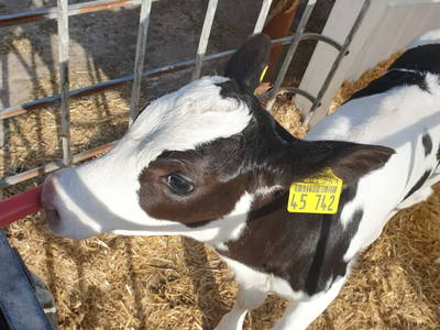 Bild 11 aus  Schwalbenhof