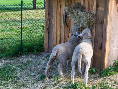 Bild 11 aus  Ferienhof Neher