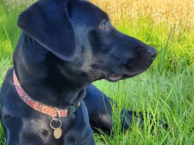 Bild 2 aus  Hof Vorwerk Familie Böye