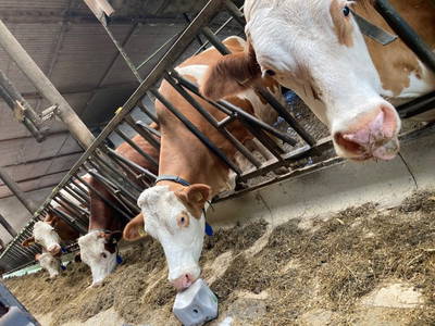 Bild 13 aus  Ferienwohnungen "Zum Baur" - Walser