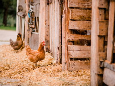 Bild 4 aus  Bernwieserhof