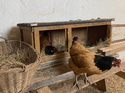 Bild 31 aus  Ferienhof Morich Harz