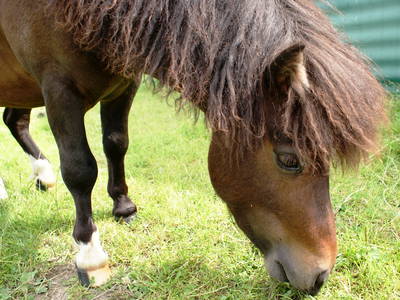 Bild 15 aus  Schwalbenhof