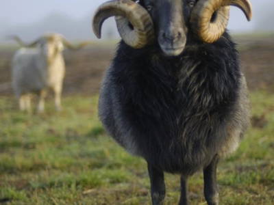 Bild 5 aus  Hof Havelarche