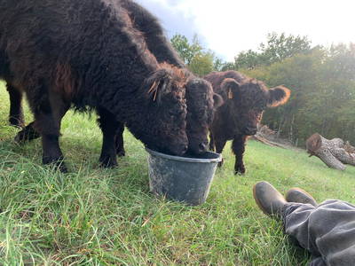 Bild 15 aus  Le Colombié - Ferienhäuser an der Dordogne mieten