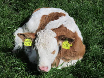 Bild 32 aus  Lindenhof