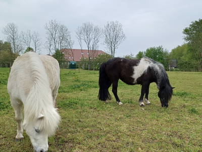 Bild 24 aus  Ferienhof Nordorfer Grashaus