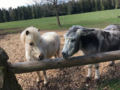 Bild 20 aus  Gutshof Armbruster