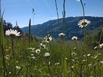 Bild 19 aus  Gästehaus Schmid und Reitzner