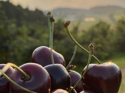 Bild 8 aus  Kirschhof am Bodensee