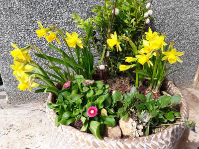 Der Frühling lässt grüssen