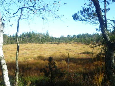 Taufach Fetzach Moos