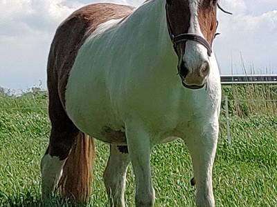 Bild 18 aus  Bioland - Bauernhof Andreßen