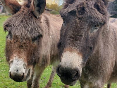 Bild 5 aus  Hof Albersmeier Urlaub am Stall