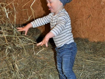 Bild 11 aus  Ferienhof Borchers