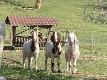 Bild 3 aus  Ferienwohnung Dachsmühle: Natur und Tiere