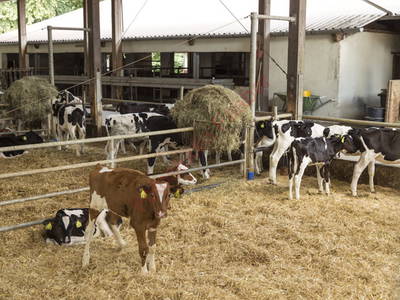 Bild 16 aus  Stüblehof - Familie Mock