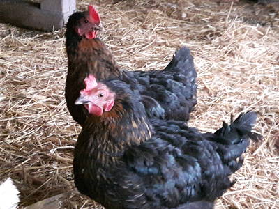 Die Lieferanten leckerer Frühstückseier