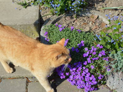 Bild 17 aus  Bauernhofpension Bals