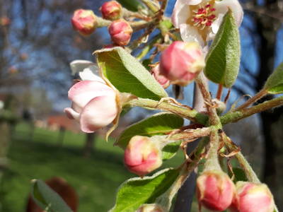 Bild 17 aus  Enkenshof