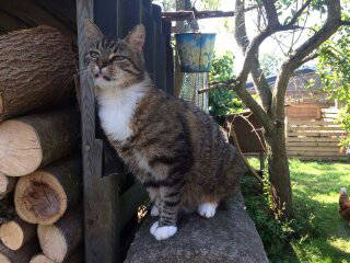 Bild 34 aus  Ferienhof Nielson