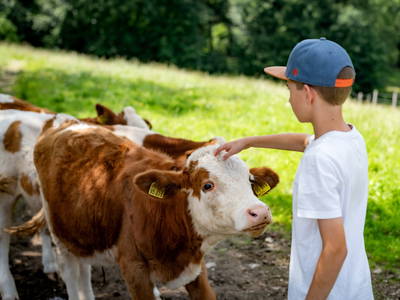 Kälber streicheln - echtes Bauernhoferlebnis