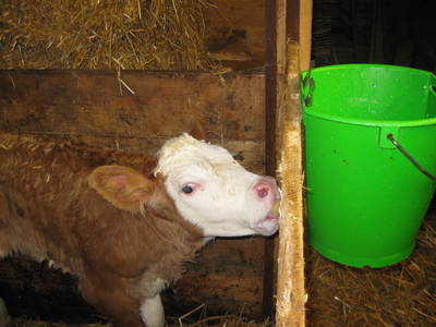 Auch Kälber haben Hunger.